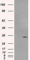 Fc Fragment Of IgG Receptor IIa antibody, TA500668S, Origene, Western Blot image 