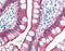 Villin 1 antibody, 51-050, ProSci, Immunohistochemistry frozen image 