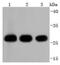 14-3-3 beta antibody, NBP2-67833, Novus Biologicals, Western Blot image 