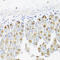 Cell Division Cycle 45 antibody, LS-C331850, Lifespan Biosciences, Immunohistochemistry frozen image 