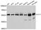 Chaperonin Containing TCP1 Subunit 7 antibody, A12146, ABclonal Technology, Western Blot image 