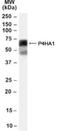 Prolyl 4-Hydroxylase Subunit Alpha 1 antibody, NB100-57852, Novus Biologicals, Western Blot image 