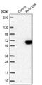 Family With Sequence Similarity 126 Member A antibody, NBP2-13980, Novus Biologicals, Western Blot image 