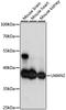 Lectin, Mannose Binding 2 antibody, LS-C750364, Lifespan Biosciences, Western Blot image 