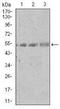 Spi-B Transcription Factor antibody, NBP2-37458, Novus Biologicals, Western Blot image 