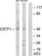 Cleavage Stimulation Factor Subunit 1 antibody, TA313708, Origene, Western Blot image 