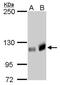Rho guanine nucleotide exchange factor 2 antibody, MA5-27802, Invitrogen Antibodies, Western Blot image 