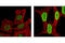 Histone Cluster 4 H4 antibody, 2591S, Cell Signaling Technology, Immunofluorescence image 