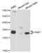 Phenylethanolamine N-Methyltransferase antibody, abx004252, Abbexa, Western Blot image 