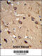 Amiloride-sensitive cation channel 2, neuronal antibody, 63-864, ProSci, Immunohistochemistry paraffin image 