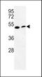 Phosphatidylserine Decarboxylase antibody, LS-C163738, Lifespan Biosciences, Western Blot image 