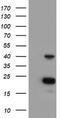 Peroxisomal 3,2-trans-enoyl-CoA isomerase antibody, CF504437, Origene, Western Blot image 