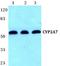 Cytochrome P450 Family 2 Subfamily A Member 7 antibody, A10507-1, Boster Biological Technology, Western Blot image 