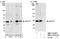 U2 Small Nuclear RNA Auxiliary Factor 1 antibody, NBP1-19120, Novus Biologicals, Western Blot image 