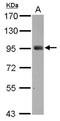 SH2 domain-containing protein 3C antibody, NBP2-20341, Novus Biologicals, Western Blot image 