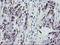 Mitochondrial Ribosomal Protein S27 antibody, LS-C336934, Lifespan Biosciences, Immunohistochemistry frozen image 