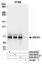 Zinc finger protein 503 antibody, A304-060A, Bethyl Labs, Immunoprecipitation image 