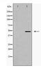 EGF Containing Fibulin Extracellular Matrix Protein 2 antibody, TA347915, Origene, Western Blot image 