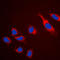 Claudin 5 antibody, LS-C352946, Lifespan Biosciences, Immunofluorescence image 