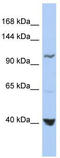 MTHFD1 antibody, TA339294, Origene, Western Blot image 