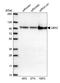 Ubiquitin Like Modifier Activating Enzyme 2 antibody, HPA041436, Atlas Antibodies, Western Blot image 