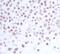 HAUSP antibody, A700-072, Bethyl Labs, Immunohistochemistry paraffin image 