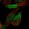 Zinc Finger Protein 518A antibody, PA5-65038, Invitrogen Antibodies, Immunofluorescence image 