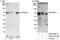 Protein arginine N-methyltransferase 3 antibody, A302-526A, Bethyl Labs, Immunoprecipitation image 