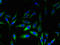 Protein Mpv17 antibody, LS-C369992, Lifespan Biosciences, Immunofluorescence image 