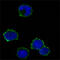 CD247 Molecule antibody, M02421-3, Boster Biological Technology, Immunofluorescence image 