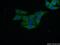 Chromosome 14 Open Reading Frame 28 antibody, 26130-1-AP, Proteintech Group, Immunofluorescence image 