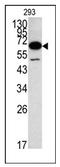 p67 antibody, AP12163PU-N, Origene, Western Blot image 