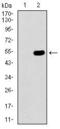 Chromobox 8 antibody, GTX60704, GeneTex, Western Blot image 
