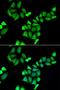 UDP-Galactose-4-Epimerase antibody, LS-C334815, Lifespan Biosciences, Immunofluorescence image 