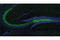 Beta-Secretase 1 antibody, 5606T, Cell Signaling Technology, Flow Cytometry image 