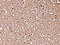 Radixin antibody, CSB-PA593723, Cusabio, Immunohistochemistry frozen image 