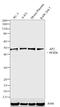 Transcription Factor AP-2 Alpha antibody, MA1-872, Invitrogen Antibodies, Western Blot image 