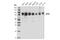OPA1 Mitochondrial Dynamin Like GTPase antibody, 80471S, Cell Signaling Technology, Western Blot image 