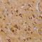 Leucine Rich Repeat And Fibronectin Type III Domain Containing 1 antibody, MAB5669, R&D Systems, Immunohistochemistry paraffin image 