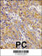 Myosin-Ic antibody, 62-266, ProSci, Immunohistochemistry paraffin image 
