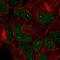Gon-4 Like antibody, HPA074504, Atlas Antibodies, Immunocytochemistry image 