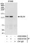 Mitogen-Activated Protein Kinase Kinase Kinase 21 antibody, A302-609A, Bethyl Labs, Immunoprecipitation image 