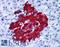 G Protein-Coupled Receptor 82 antibody, LS-A2715, Lifespan Biosciences, Immunohistochemistry frozen image 