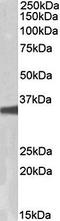 G Protein Subunit Beta 3 antibody, orb125075, Biorbyt, Western Blot image 