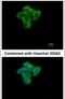 Sentrin-specific protease 2 antibody, PA5-22117, Invitrogen Antibodies, Immunofluorescence image 