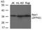 Zinc finger protein 42 antibody, orb137135, Biorbyt, Western Blot image 