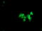 Ankyrin Repeat Domain 53 antibody, TA502599, Origene, Immunofluorescence image 