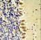 Serine/Threonine Kinase 40 antibody, LS-C161569, Lifespan Biosciences, Immunohistochemistry frozen image 