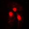 SMAD Family Member 3 antibody, orb214215, Biorbyt, Immunofluorescence image 