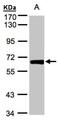 Zinc Finger Protein 169 antibody, NBP1-32395, Novus Biologicals, Western Blot image 